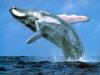 whale 1 - divingmauritius