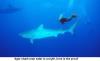 tiger shark 3 - divingmauritius