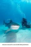 tiger shark 1 - divingmauritius