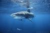 tiger shark 2 - divingmauritius
