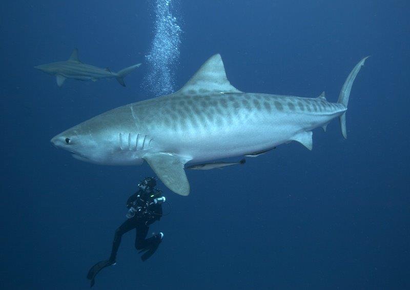 tiger shark 5