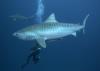 tiger shark 5 - divingmauritius
