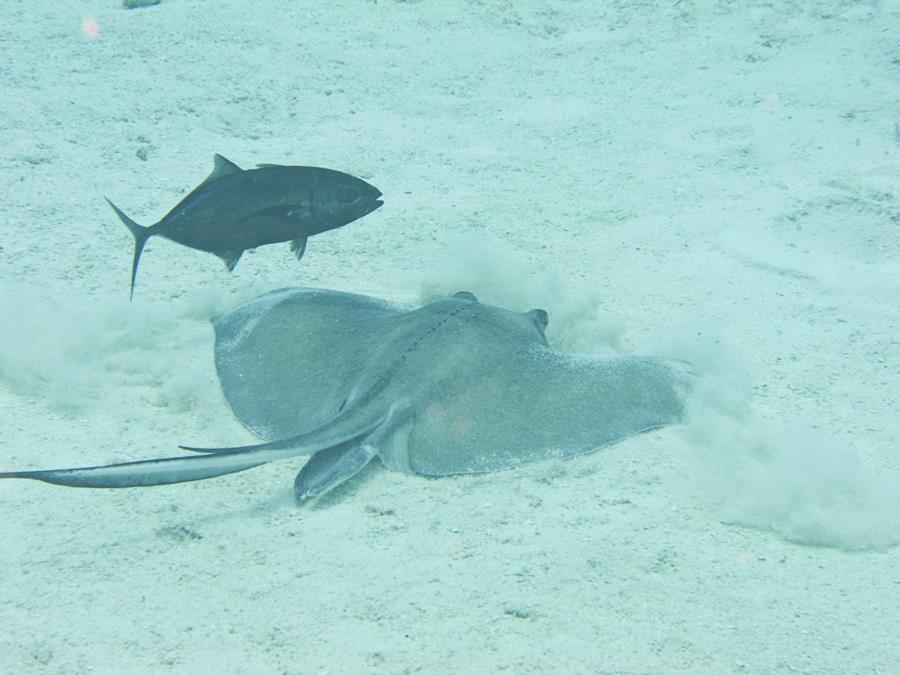 Stingray