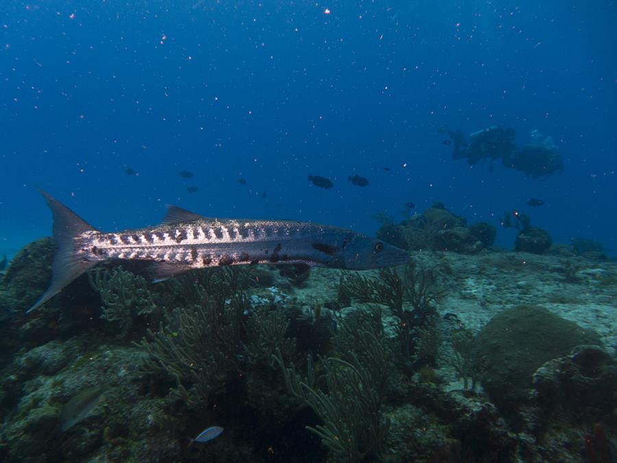 Barracuda