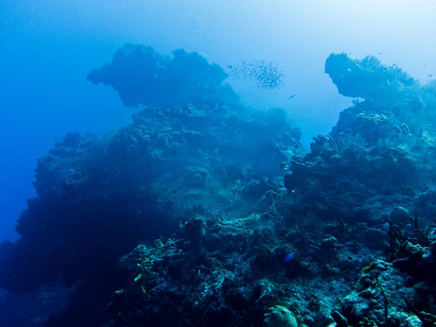 Reef