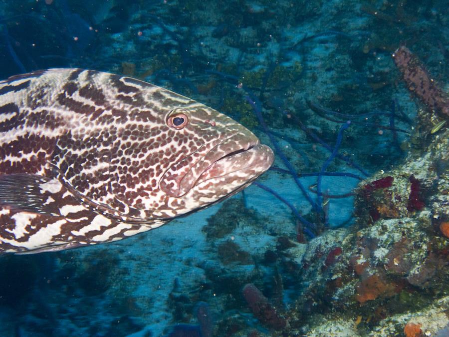 Grouper