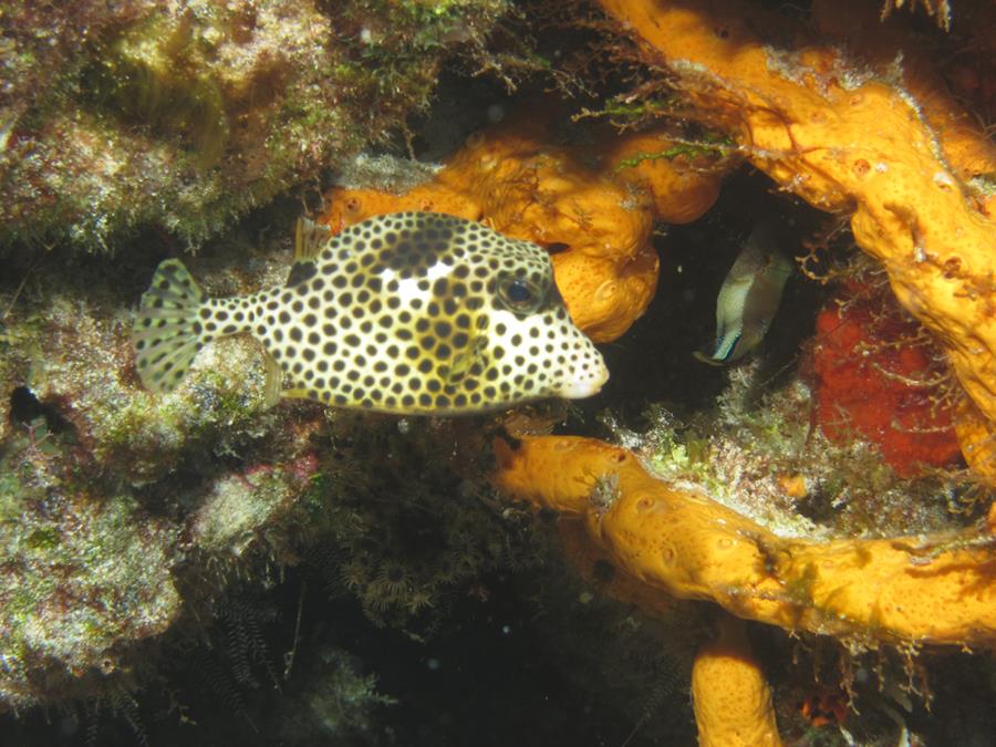 Puffer