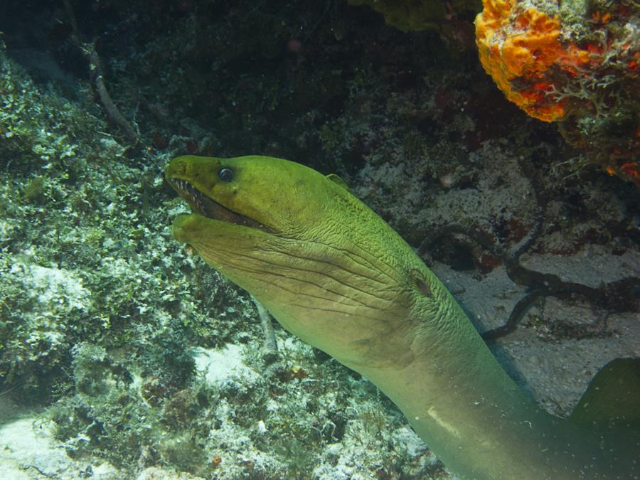 Green Moray Eel