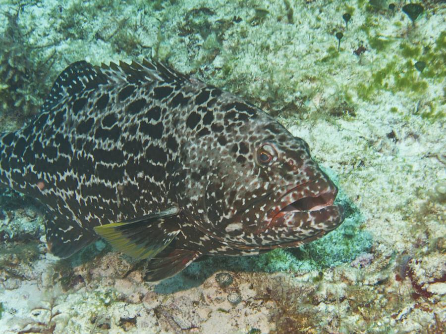 Grouper