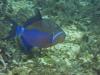 Trigger Fish