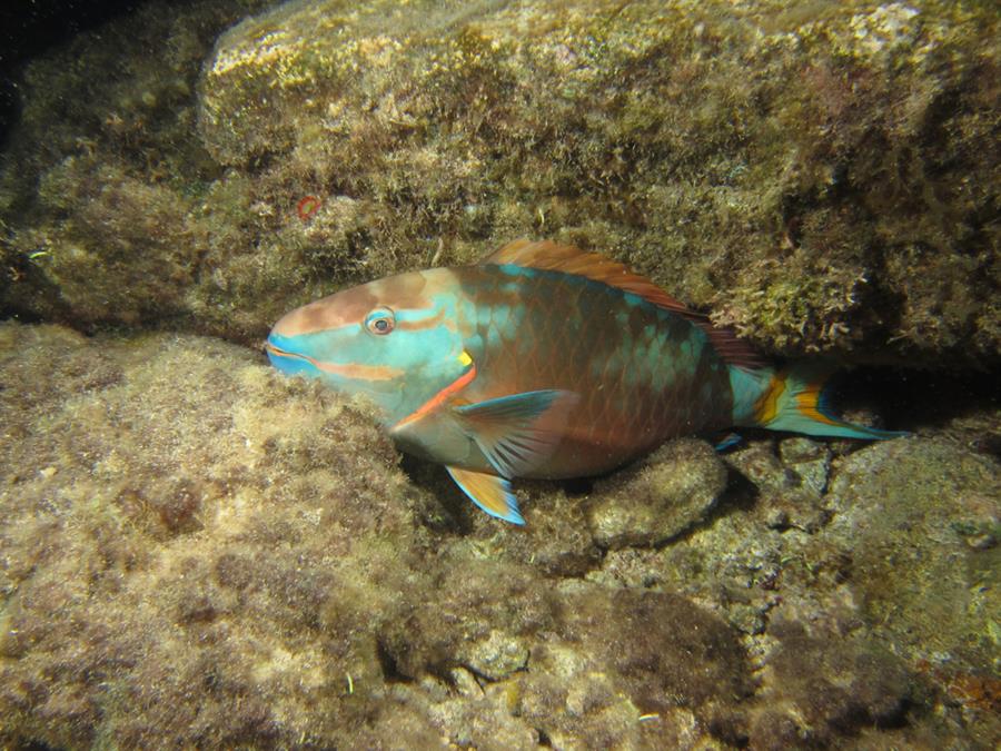 Parrot Fish