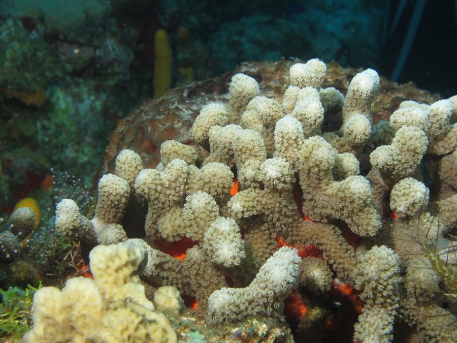 Coral