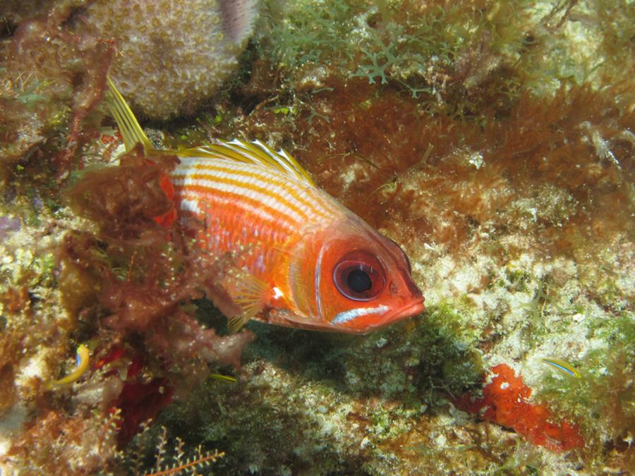 Soldier Fish