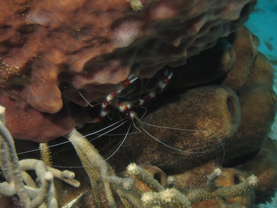 Coral Banded Shrimp