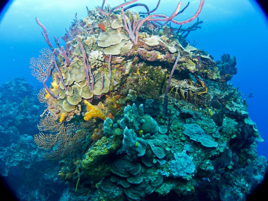 Reef with lobster