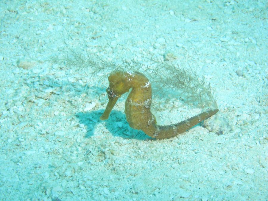 Seahorse