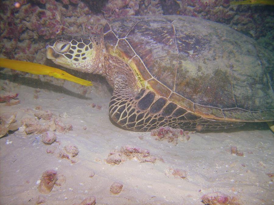 Sea Turtle