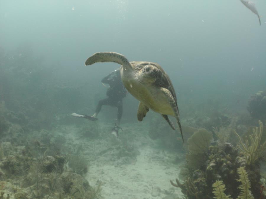 Tulum turtle