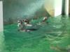 Diving with Pinguins, La Aurora Zoo, Guatemala City
