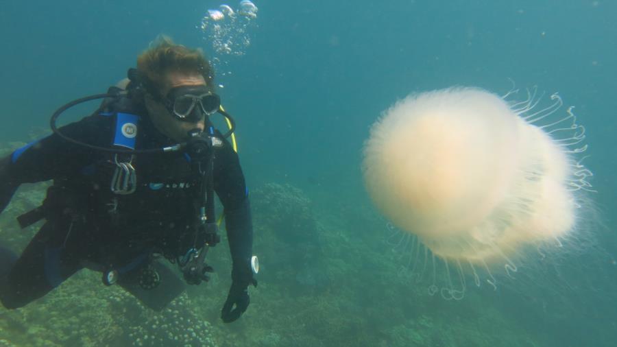 Meet & Greet with the Jellyfish