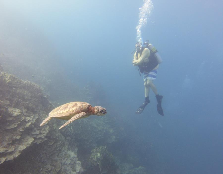 Turtles in Guam