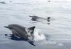 Spinner Dolphins - Lahina, Hawaiii