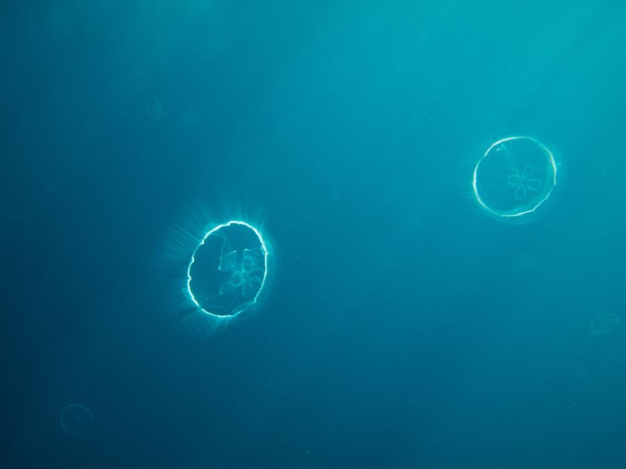 Jellies!