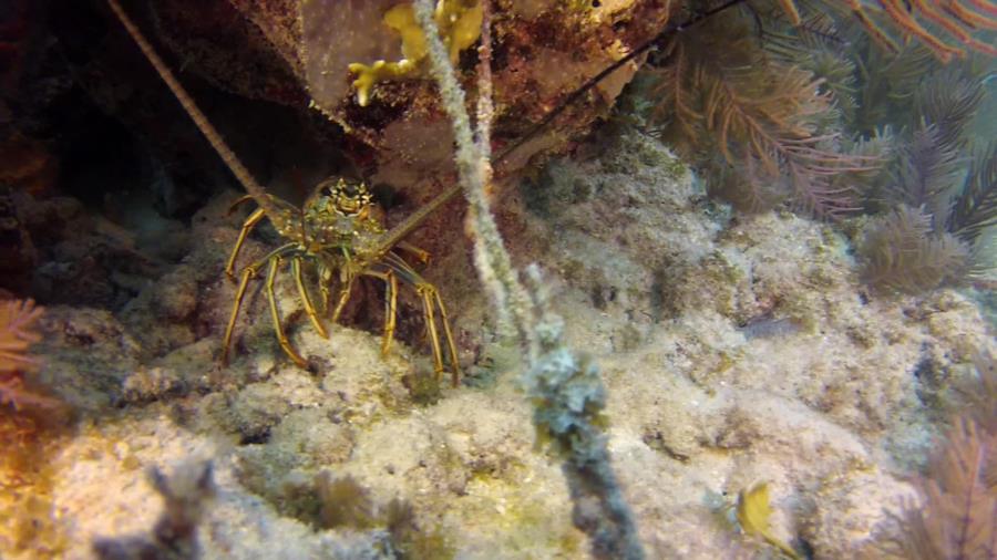 Lobster near Christ Of Abyss off Key Largo, FL