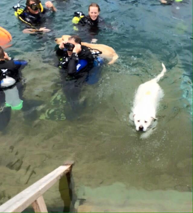 Quarry Dogs