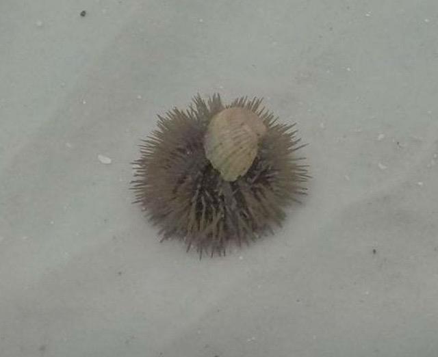 Urchin