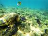 Green Sea Turtle Hawaii