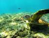 Green Sea Turtle Kona Hawaii
