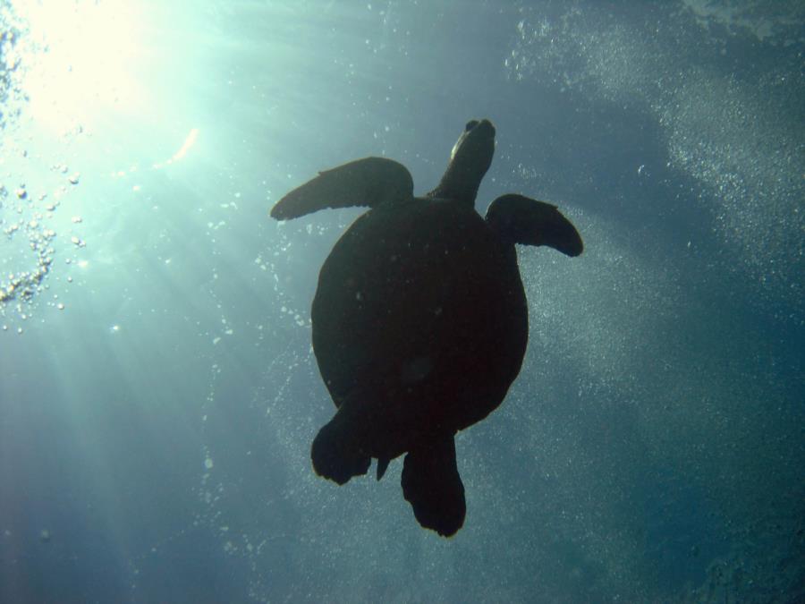 Photo uploaded by chasbub (Turtle Silhouette Kauai.jpg)
