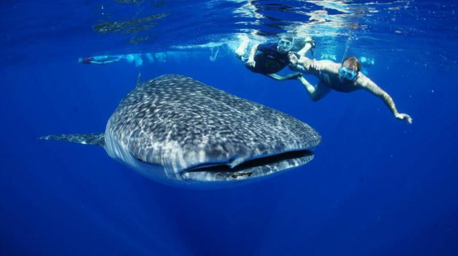 Whale shark bonanza