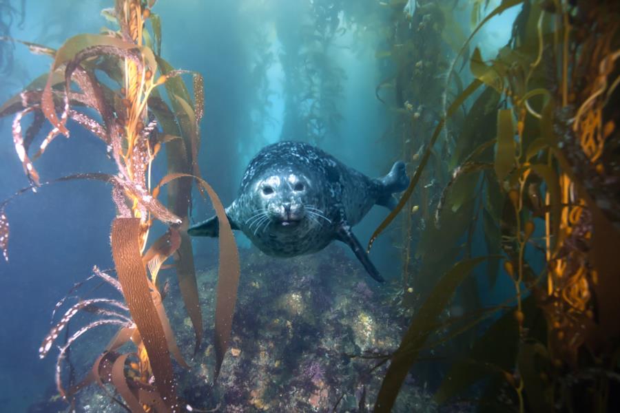 Harbor seal photobomb!!!