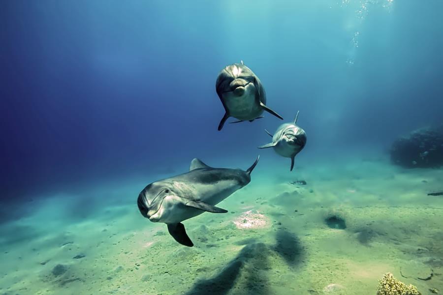 Red Sea Dolphins