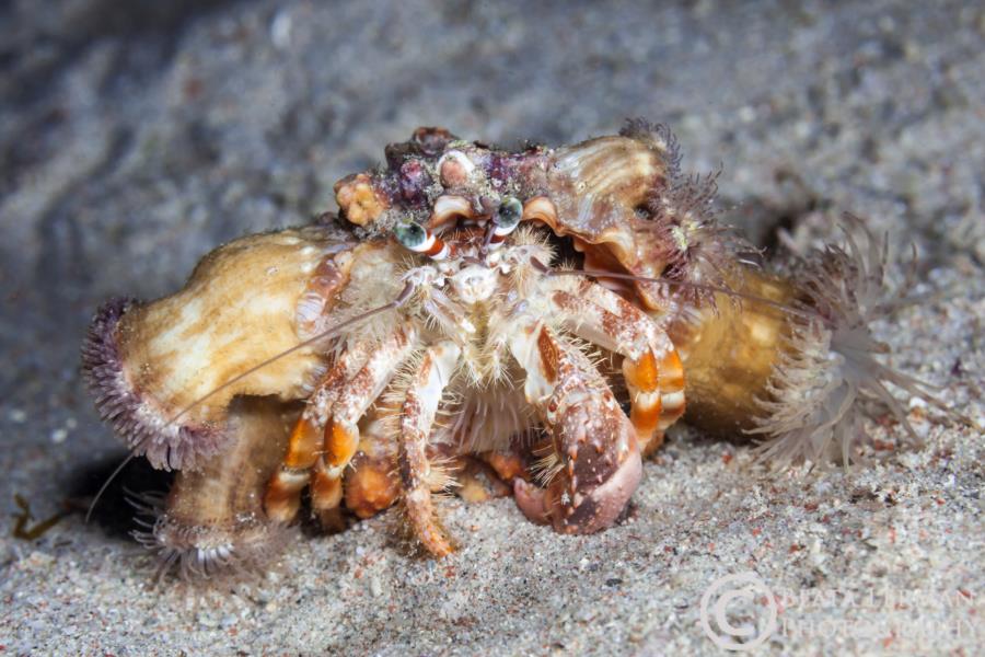 Decorator crab