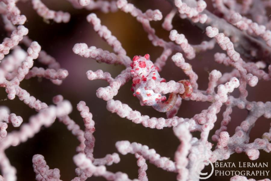 Grumpy Pygmy seahorse