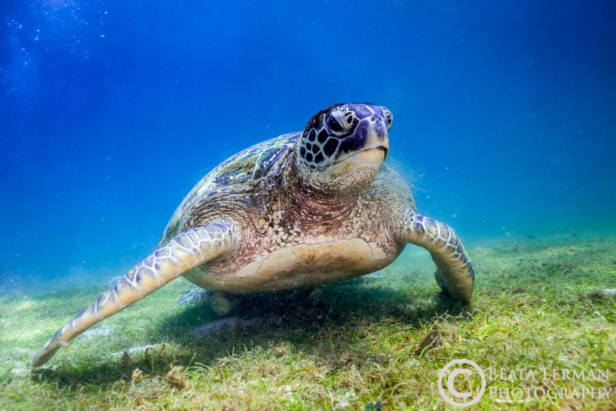 Turtle at lunch