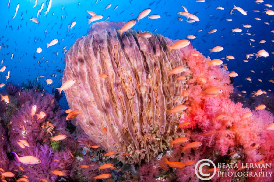 sunset underwater