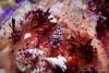 Life Inside Sea Urchin