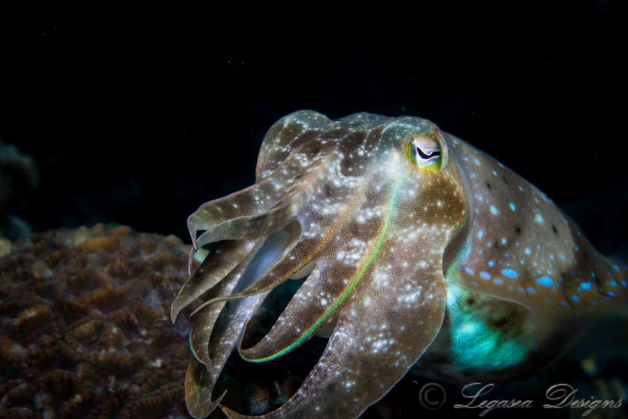 Cuttlefish