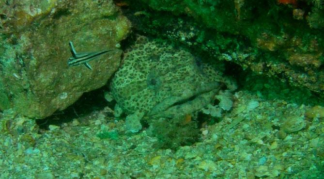 Toadfish