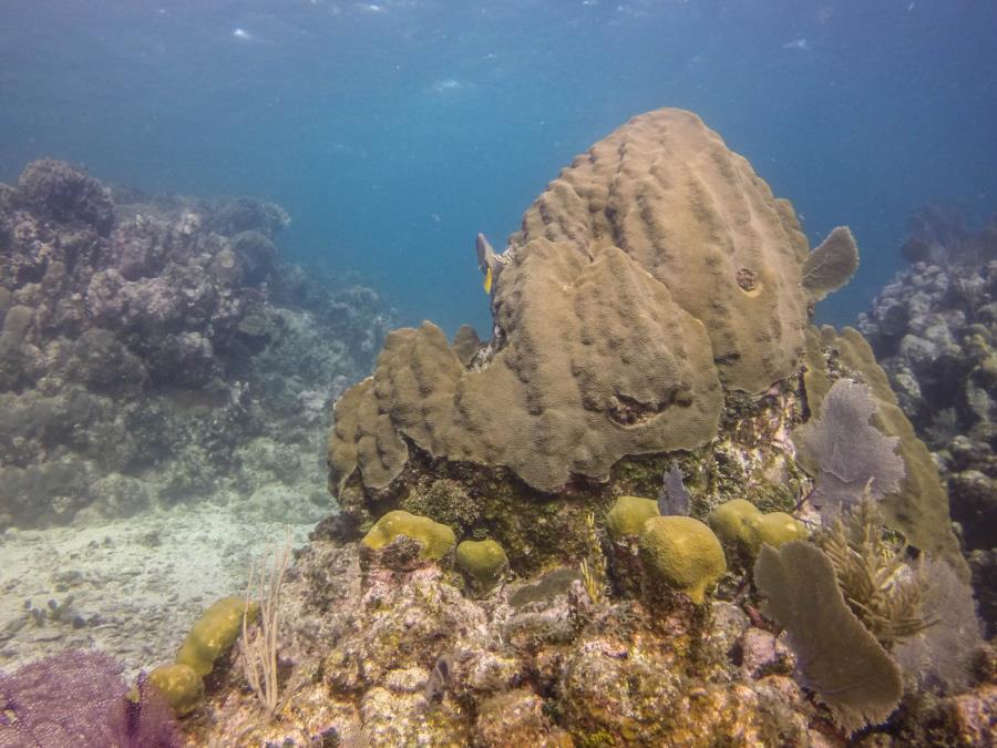 Honduras Coral formation