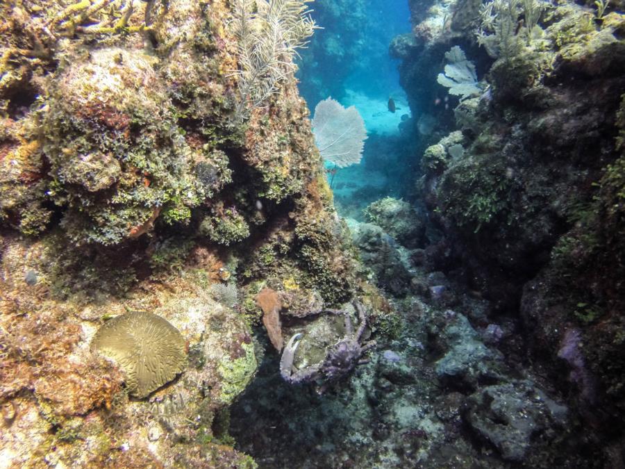 Honduras Reef Crab