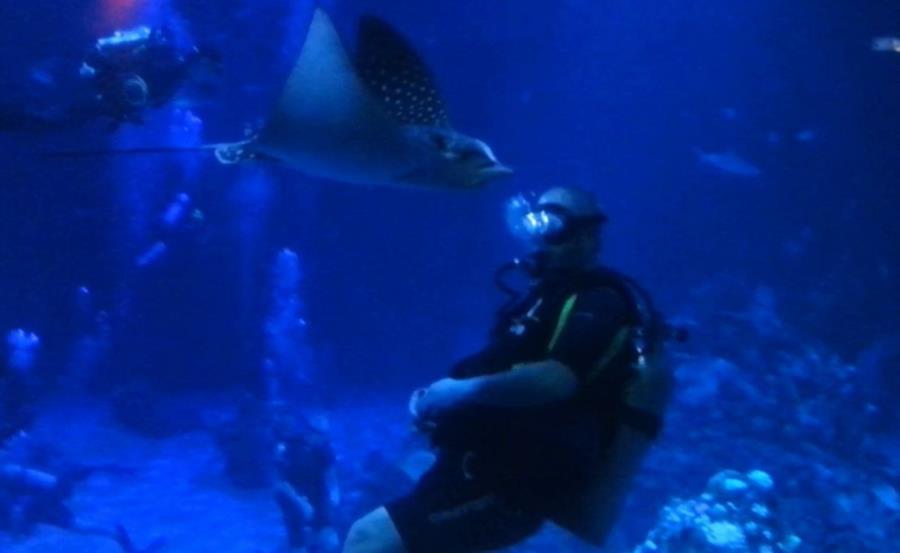 Spotted Eagle Ray