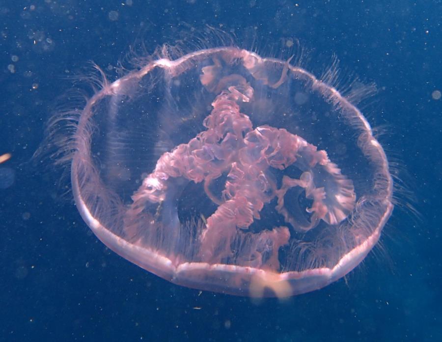 Jelly Fish above Christ Abyss in Key Largo