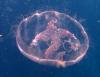 Jelly Fish above Christ Abyss in Key Largo