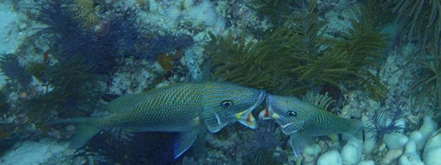 Kissing Fish that posed for me in Key LArgo at the Christ Abyss