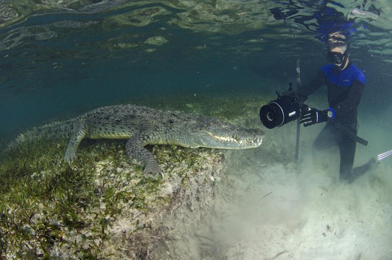 American Crocodile